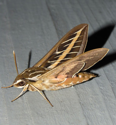 White-lined Sphinx